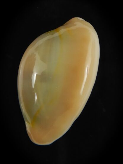 Monetaria annulus circumpicta 25.71 mm Gem-69154