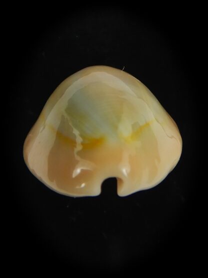 Monetaria annulus circumpicta 25.71 mm Gem-69153