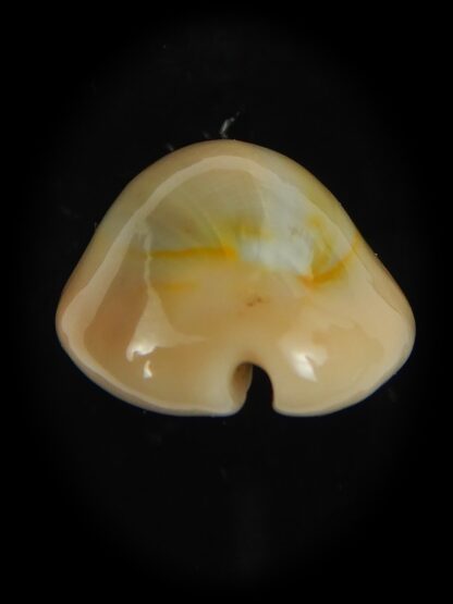 Monetaria annulus circumpicta 25.71 mm Gem-69152