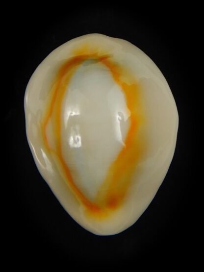 Monetaria annulus ... TOP colour ... 23.97 mm Gem-69135