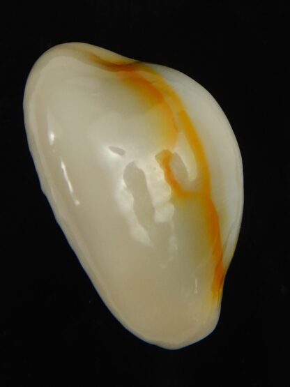 Monetaria annulus ... TOP colour ... 23.97 mm Gem-69141