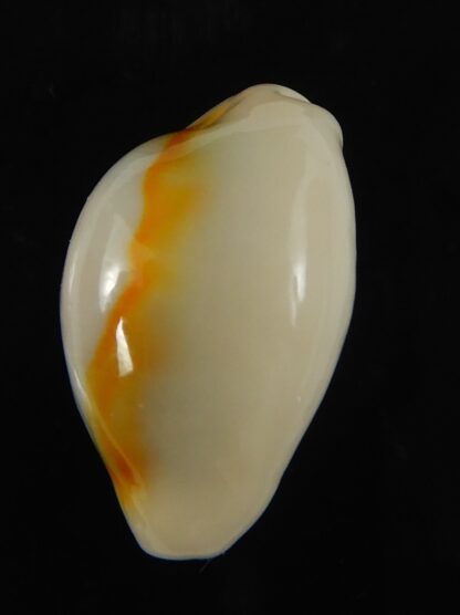 Monetaria annulus ... TOP colour ... 23.97 mm Gem-69140