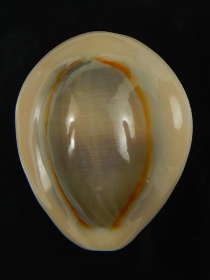 Monetaria annulus annulus .. SP .. 29.61 mm Gem -69121