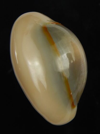 Monetaria annulus annulus .. SP .. 29.61 mm Gem -69125