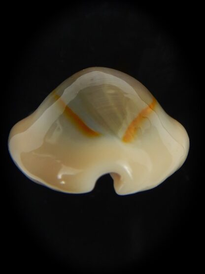 Monetaria annulus annulus .. SP .. 29.61 mm Gem -69122