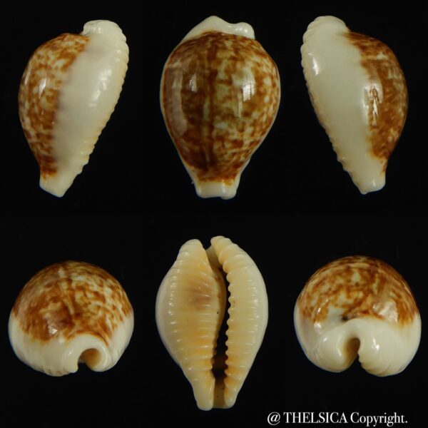 Eclogavena dayritiana dani 18.73 mm Gem-0