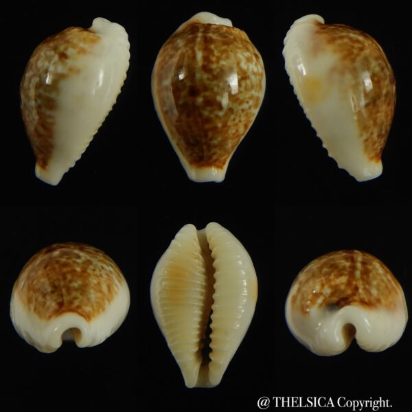 Eclogavena dayritiana dani 19.54 mm Gem-0