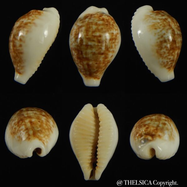 Eclogavena dayritiana dani 19.76 mm Gem-0