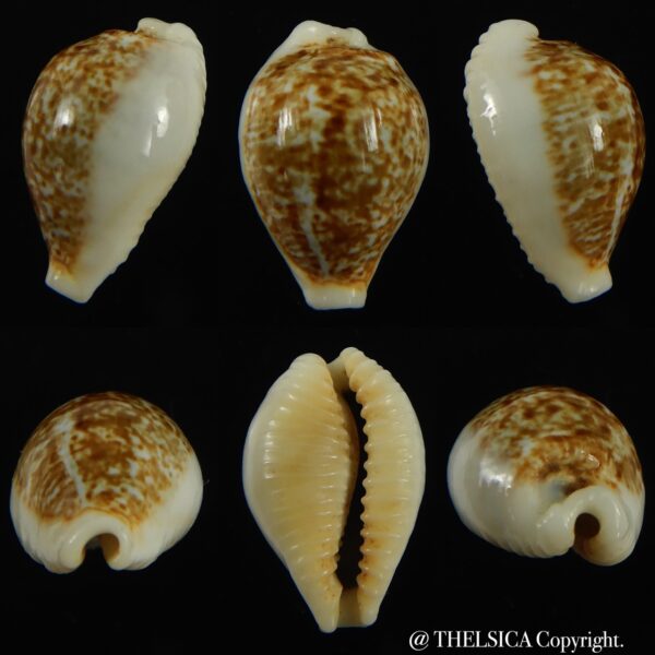 Eclogavena dayritiana dani 20.60 mm Gem-0
