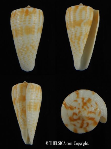Conus limpusi 33.44 mm Gem-0
