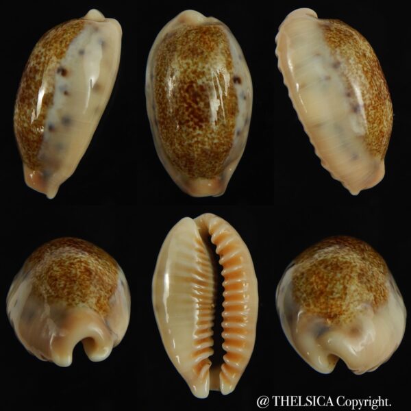 Erronea caurica chrismeyeri 31.87 mm Gem-0
