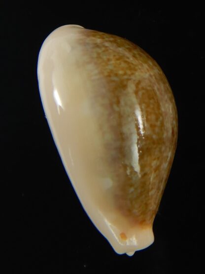 Erronea ovum chrysostoma 26.71 mm Gem-68720