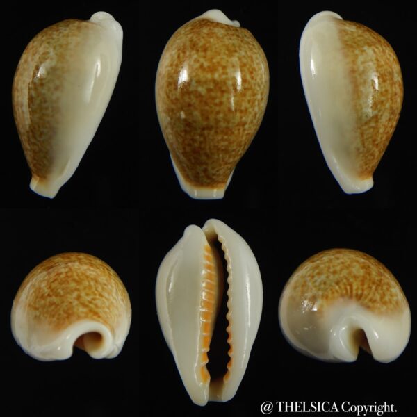 Erronea ovum chrysostoma 27.35 mm Gem-0