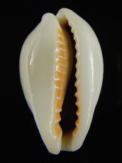 Erronea ovum chrysostoma 27.35 mm Gem-68736