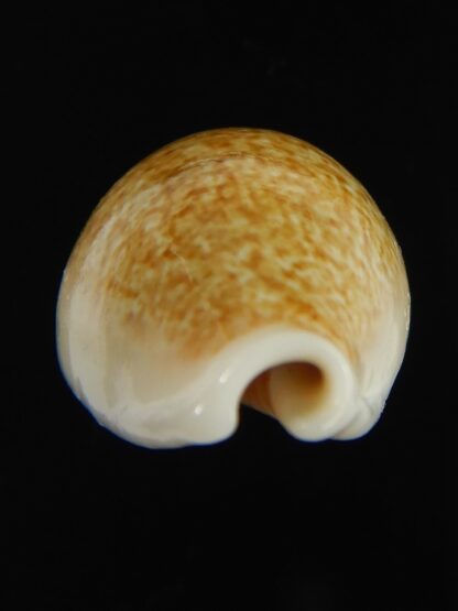 Erronea ovum chrysostoma 27.35 mm Gem-68737