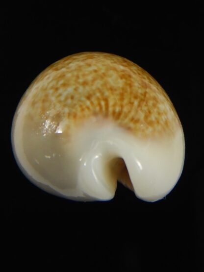 Erronea ovum chrysostoma 27.35 mm Gem-68739