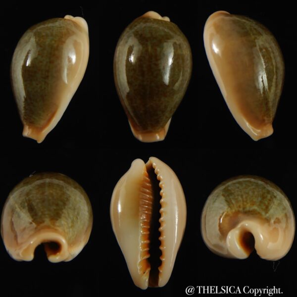 Erronea ovum chrysostoma 28.70 mm Gem-0