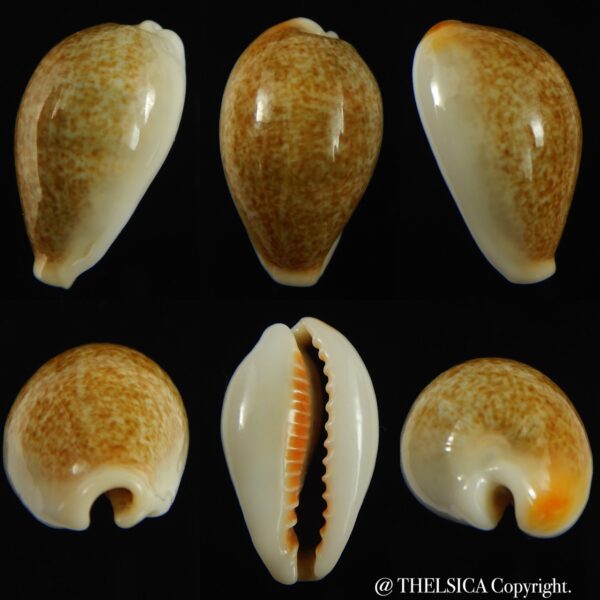 Erronea ovum chrysostoma 30.39 mm Gem-0