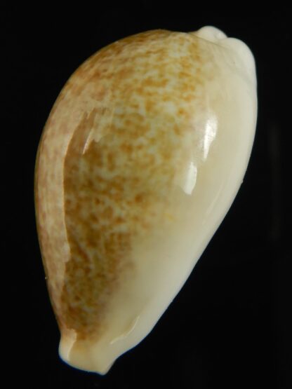 Erronea ovum chrysostoma 30.39 mm Gem-68777