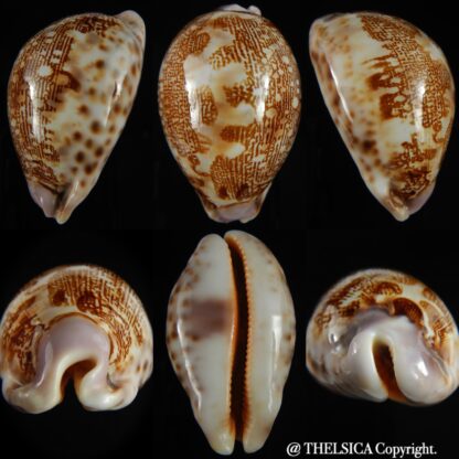 Leporicypraea mappa admirabilis .. Tuamotu... 70.28 mm Gem-0