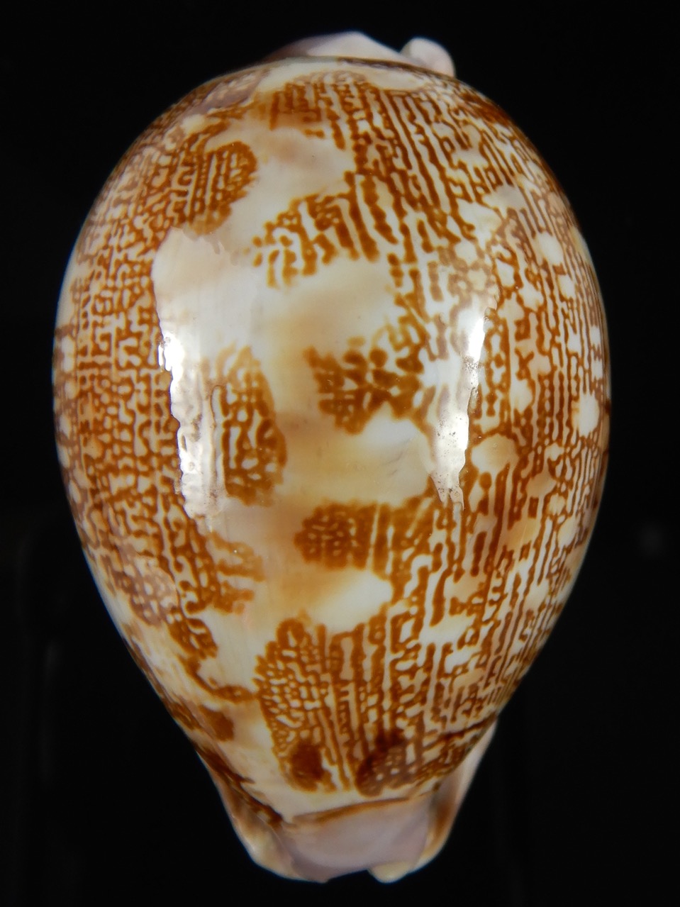 Leporicypraea mappa admirabilis .. Tuamotu... 70.28 mm Gem-69757