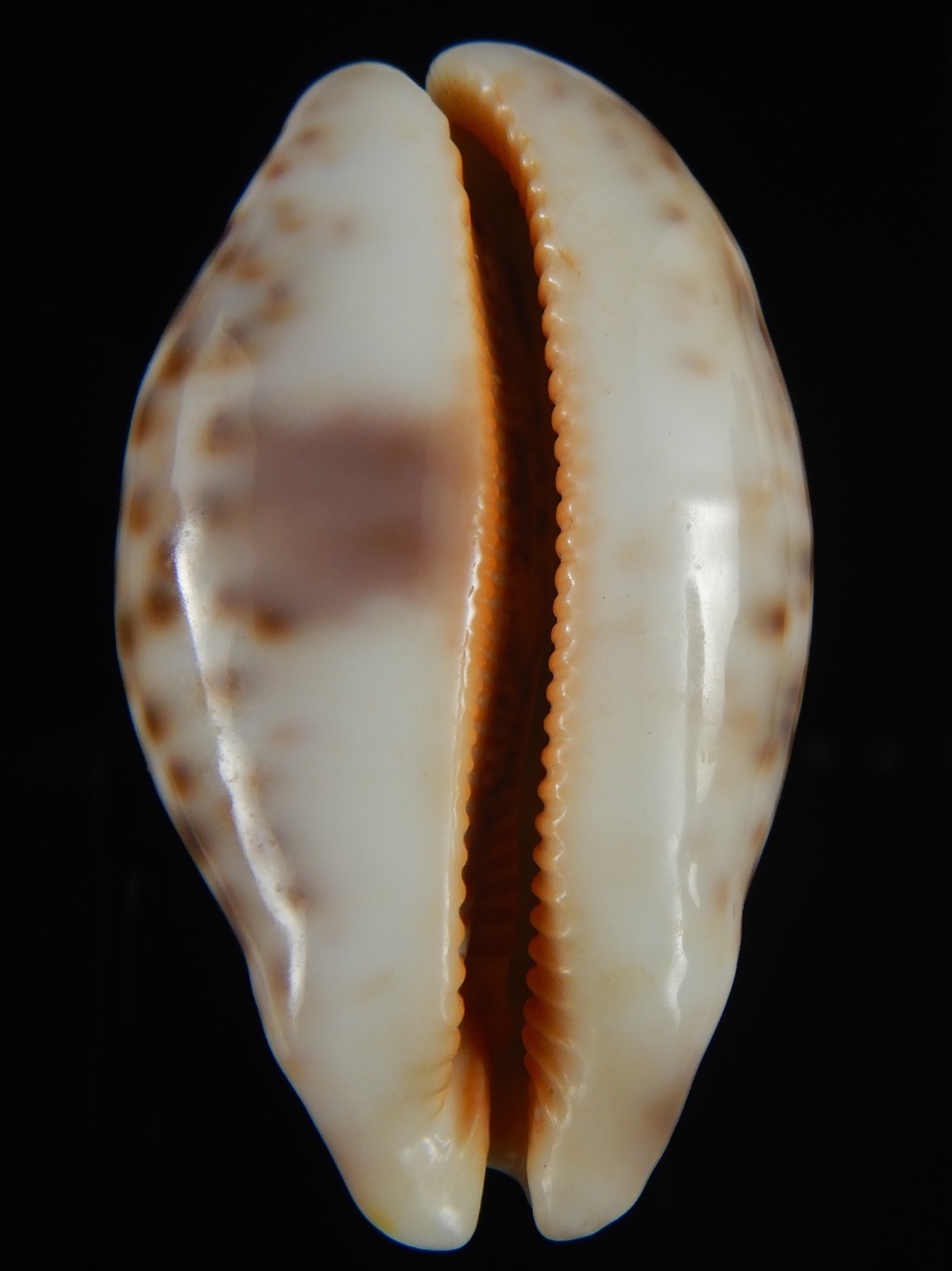 Leporicypraea mappa admirabilis .. Tuamotu... 70.28 mm Gem-69753