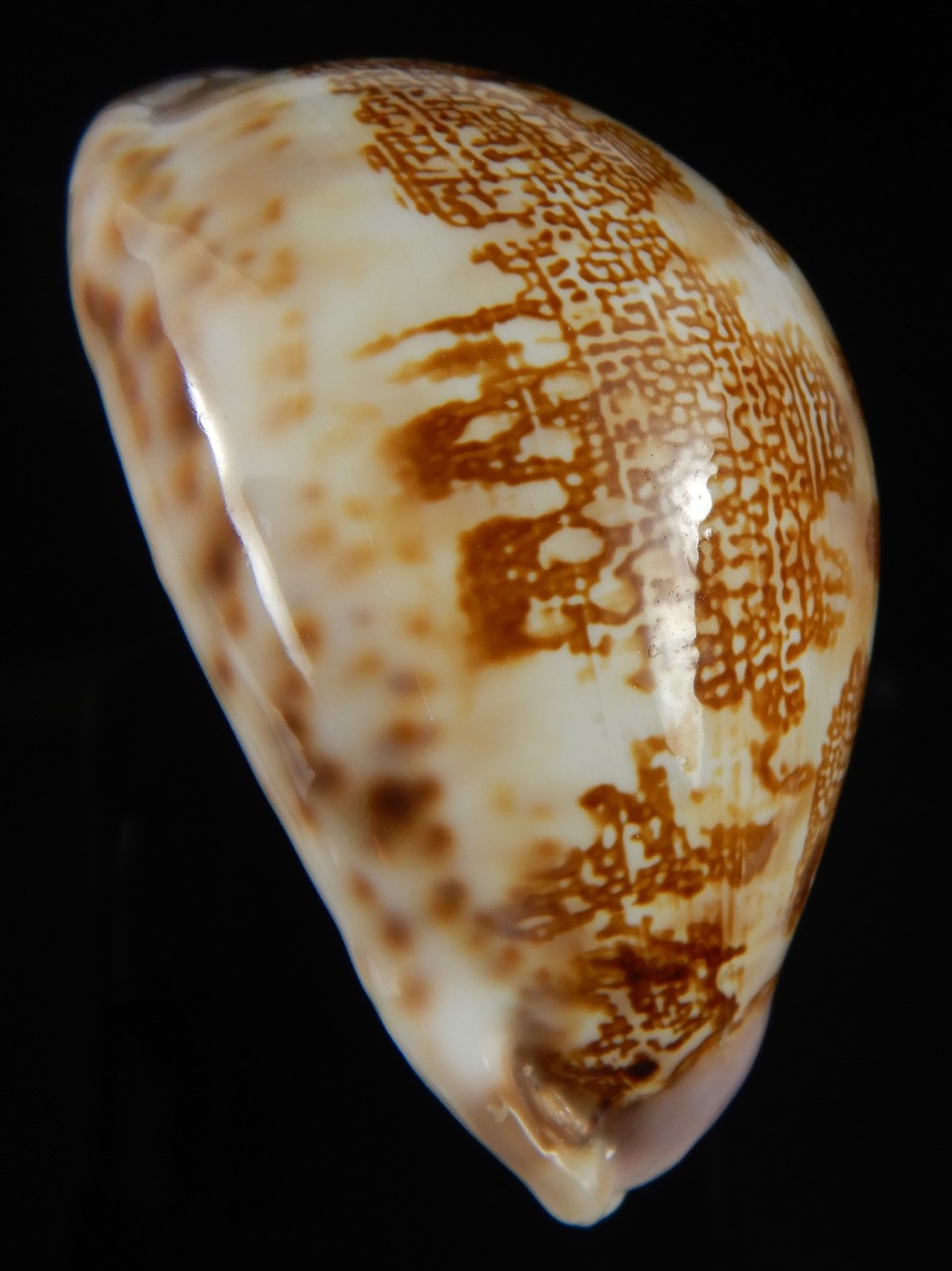 Leporicypraea mappa admirabilis .. Tuamotu... 70.28 mm Gem-69752