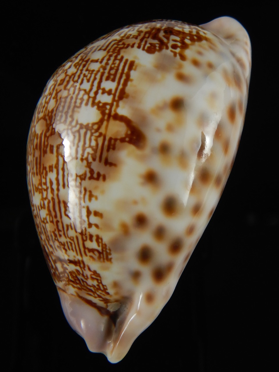 Leporicypraea mappa admirabilis .. Tuamotu... 70.28 mm Gem-69756