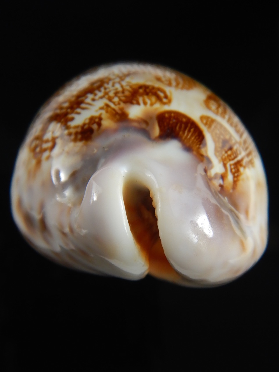 Leporicypraea mappa admirabilis .. Tuamotu... 70.28 mm Gem-69754