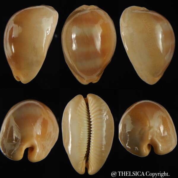 Lyncina sulcidentata 49.16 mm Gem-0