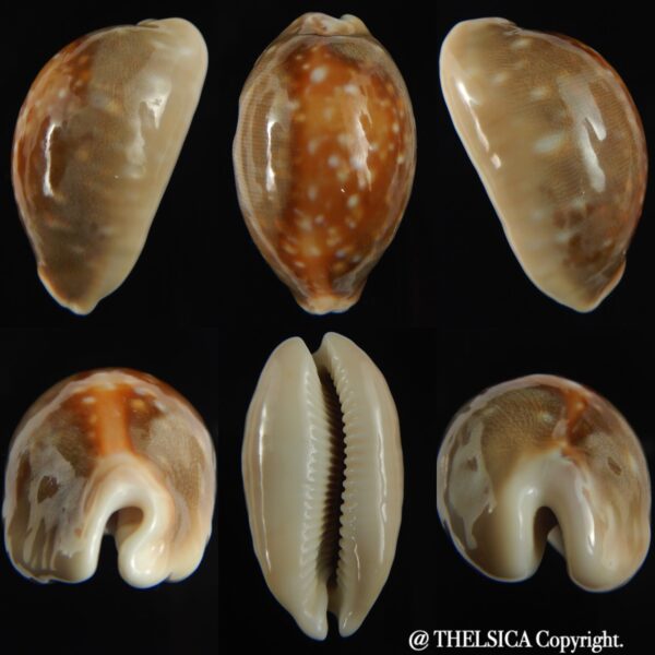 Lyncina vitellus vitellus N&R 50.50 mm Gem-0