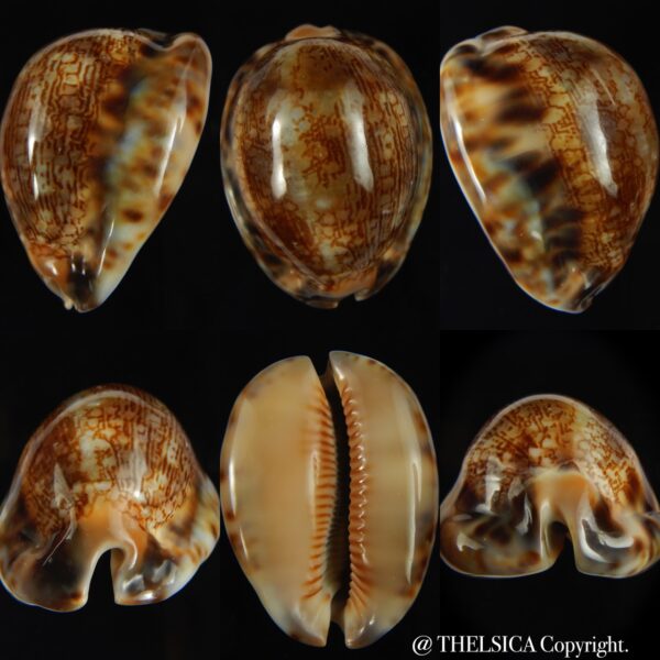 Mauritia arabica asiatica 49.90 mm Gem-0