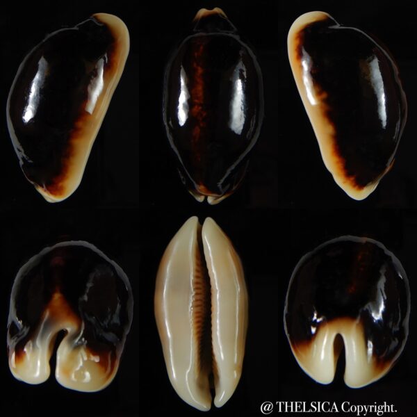 Mauritia eglantina eglantina N&R 50,08 mm Gem-0