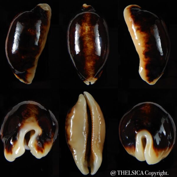 Mauritia eglantina eglantina N&R 57,74 mm Gem-0