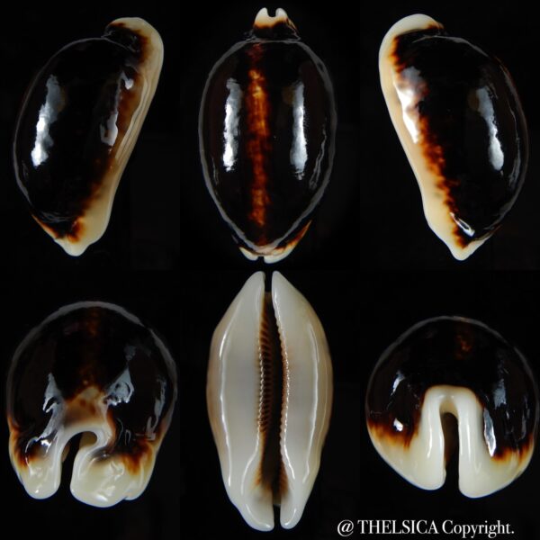 Mauritia eglantina eglantina N&R 59,66 mm Gem-0