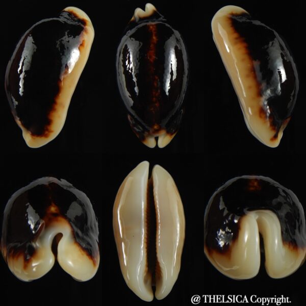 Mauritia eglantina eglantina N&R 52.66 mm Gem-0
