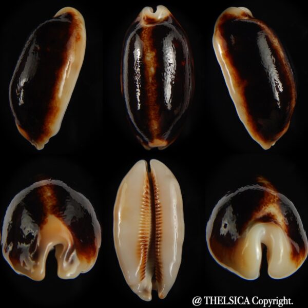 Mauritia scurra indica N&R 40.28 mm Gem-0