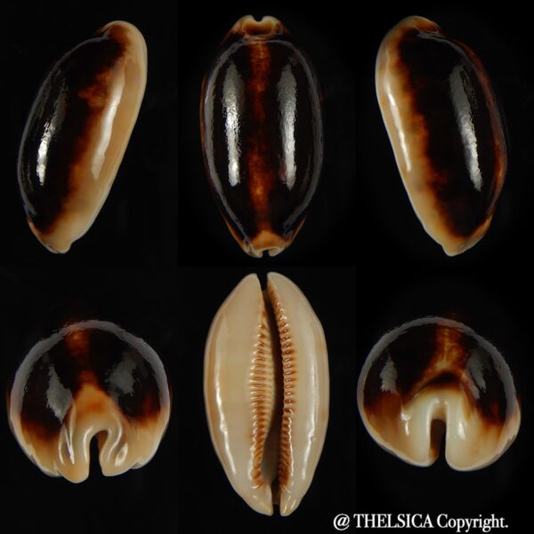 Mauritia scurra indica N&R 41.28 mm Gem-0