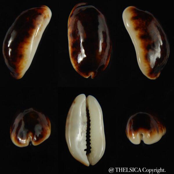 Melicerona listeri melvilli N&R 21.16 mm Gem -0