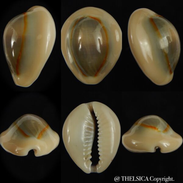 Monetaria annulus annulus .. SP .. 29.61 mm Gem -0