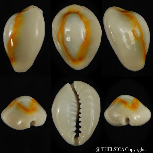 Monetaria annulus ... TOP colour ... 23.97 mm Gem-0