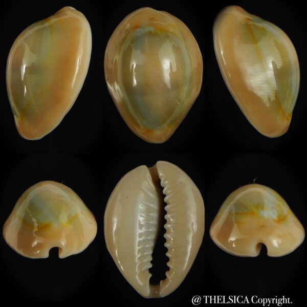 Monetaria annulus circumpicta 25.71 mm Gem-0