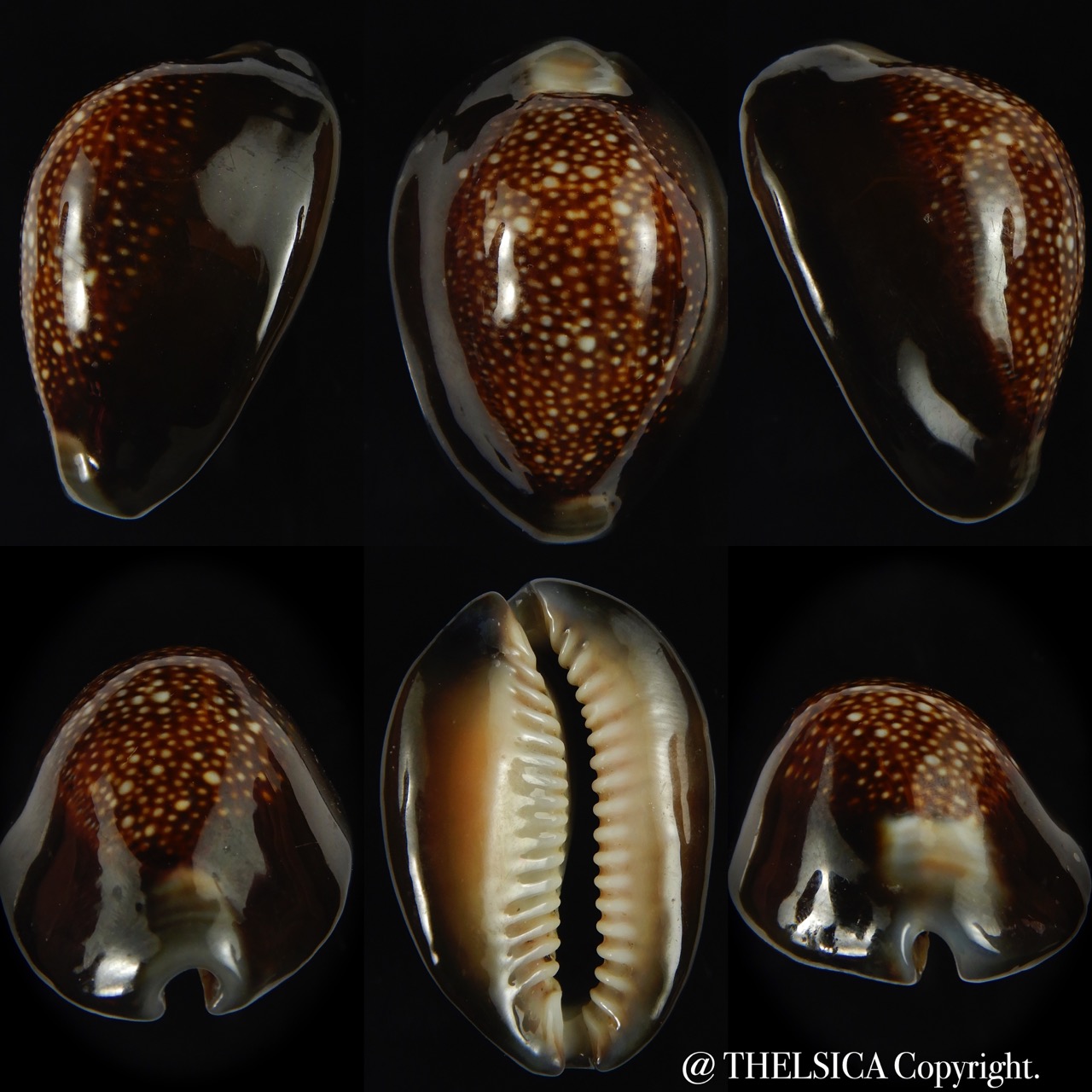 Monetaria caputserpentis ..Giant... 42.15 mm Gem -0