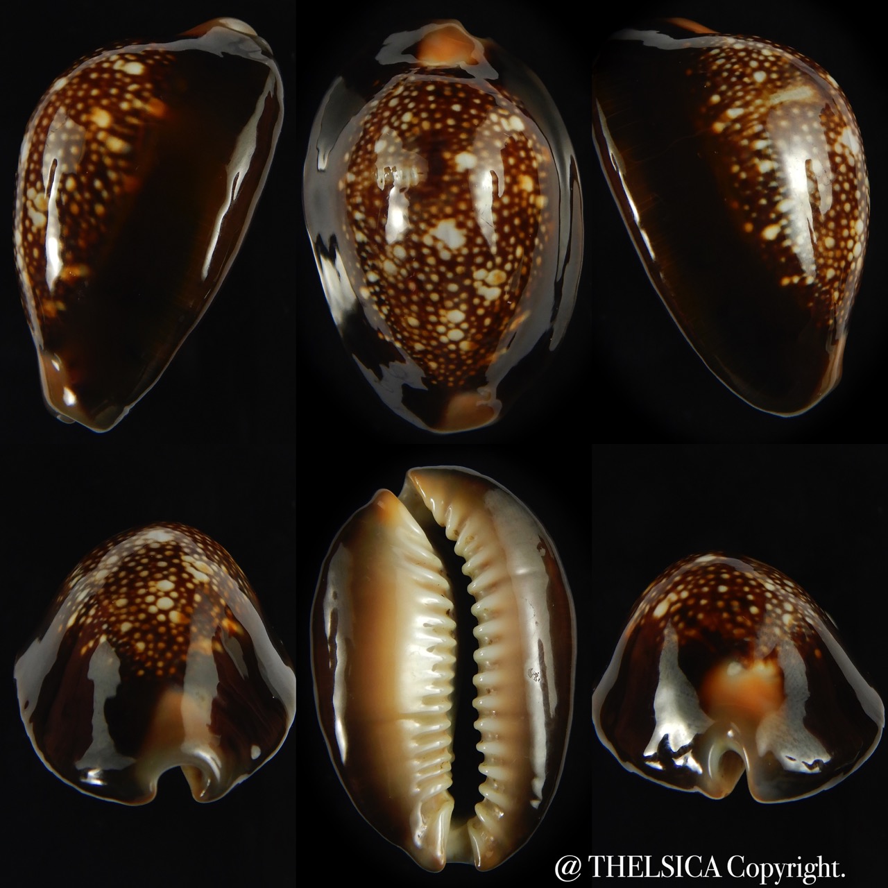 Monetaria caputserpentis ..Giant... 42.18 mm Gem -0