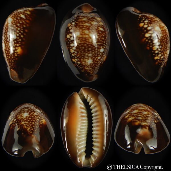 Monetaria caputserpentis ..Giant... 43.80 mm Gem -0