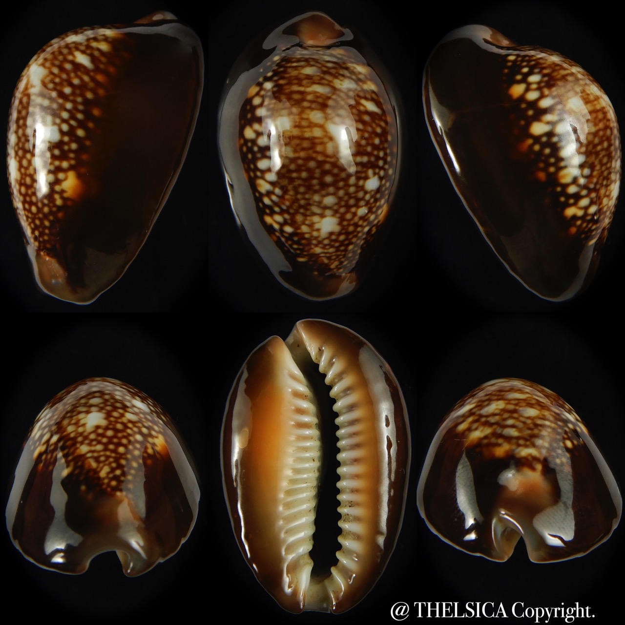 Monetaria caputserpentis ..Giant... 43.80 mm Gem -0