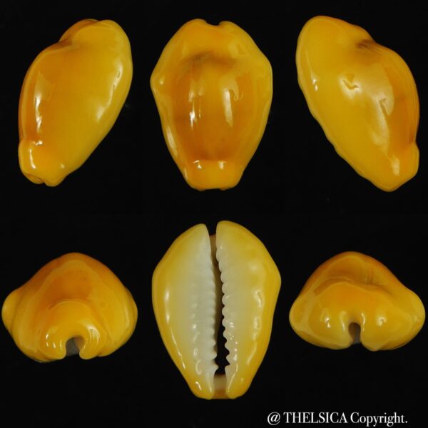 Monetaria moneta ... extrem colour ...18.80 mm Gem-0