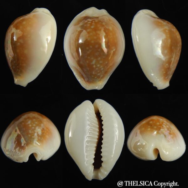 Naria miliaris .. SP pattern ... 25.36 mm Gem-0