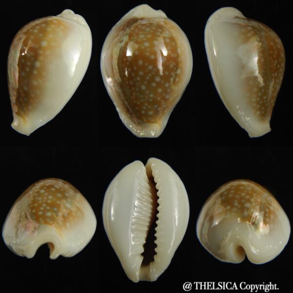 Naria miliaris .. SP pattern ... 29.37 mm Gem -0