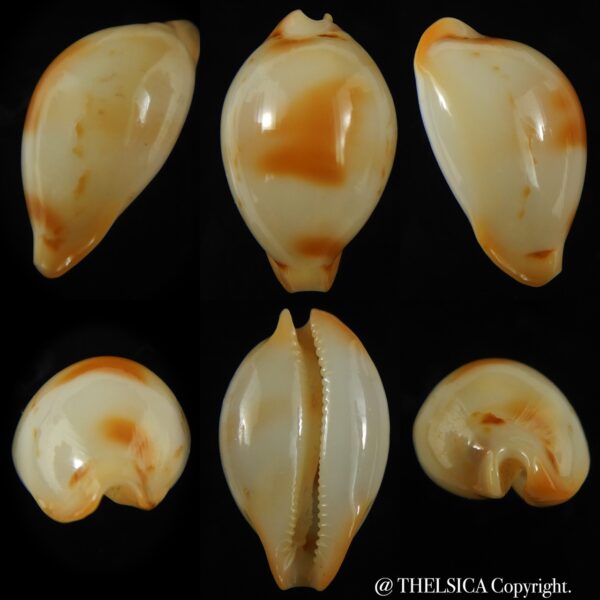 Nesiocypraea midwayensis midwayensis ... GIANT SIZE ... 26.75 mm Gem ( Very fresh dead )-0